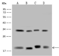 POLR2D Antibody, Novus Biologicals:Antibodies:Primary Antibodies