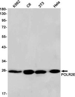 POLR2E Rabbit anti-Human, Mouse, Rat, Clone: S05-8J5, Novus Biologicals 100 &mu;g | Buy Online | Novus Biologicals | Fisher Scientific
