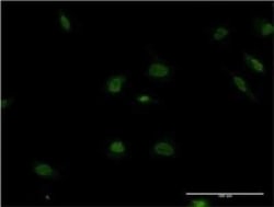POLR2F Antibody (2G2), Novus Biologicals 0.1 mg | Buy Online | Novus Biologicals | Fisher Scientific