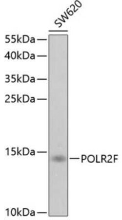 POLR2F Antibody - BSA Free, Novus Biologicals 0.02 mL; Unconjugated:Antibodies,