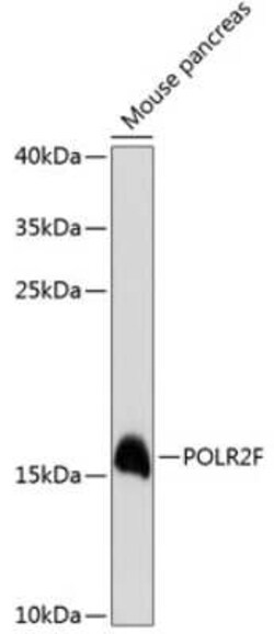 POLR2F Antibody - Azide and BSA Free, Novus Biologicals 0.1 mL; Unconjugated:Antibodies,