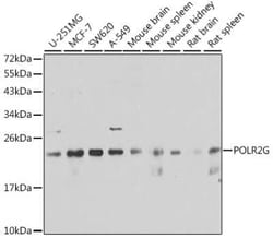 POLR2G Antibody - BSA Free, Novus Biologicals 0.1 mL | Buy Online | Novus Biologicals | Fisher Scientific