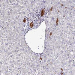 POLR2J Antibody, Novus Biologicals:Antibodies:Primary Antibodies