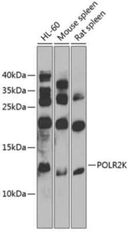 POLR2K Antibody - BSA Free, Novus Biologicals 0.02 mL, Unconjugated:Anticorps,