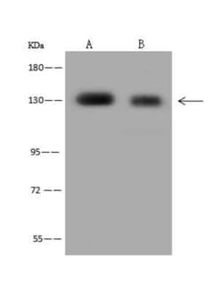 POLR3B Antibody, Novus Biologicals:Antibodies:Primary Antibodies