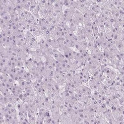 POLR3D Antibody, Novus Biologicals 25 &mu;L, Unconjugated:Antibodies, Polyclonal