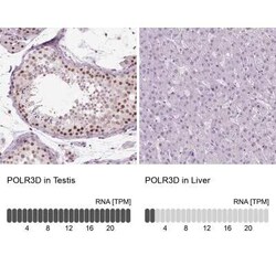 POLR3D Antibody, Novus Biologicals 25 &mu;L, Unconjugated:Antibodies, Polyclonal