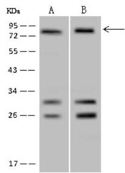 POLR3E Antibody, Novus Biologicals 50 &mu;g, Unconjugated:Antibodies, Polyclonal