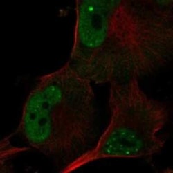 POLR3G Rabbit anti-Human, Polyclonal, Novus Biologicals 25 &mu;g | Buy Online | Novus Biologicals | Fisher Scientific