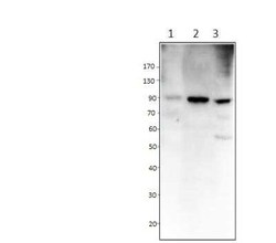 POMT2 Antibody, Novus Biologicals 100 &mu;g | Buy Online | Novus Biologicals | Fisher Scientific