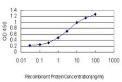 POMZP3 Antibody (2E7), Novus Biologicals 0.1 mg; Unconjugated:Antibodies,