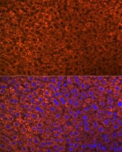PON1 Rabbit anti-Human, Mouse, Rat, Clone: 4X7X2, Novus Biologicals 20