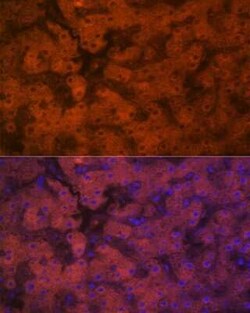 PON1 Rabbit anti-Human, Mouse, Rat, Clone: 4X7X2, Novus Biologicals 20