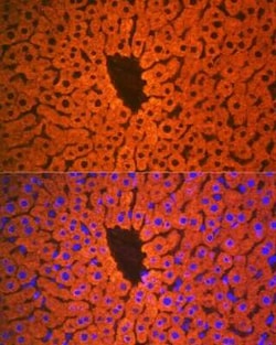 PON1 Rabbit anti-Human, Mouse, Rat, Clone: 4X7X2, Novus Biologicals 20