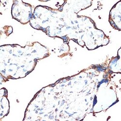 POR/Cytochrome P450 Reductase Rabbit anti-Human, Mouse, Rat, Clone: 9U1U7,