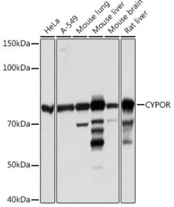 POR/Cytochrome P450 Reductase Rabbit anti-Human, Mouse, Rat, Clone: 9U1U7,