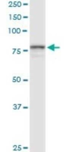 POR/Cytochrome P450 Reductase Antibody, Novus Biologicals 0.1 mg | Buy Online | Novus Biologicals | Fisher Scientific