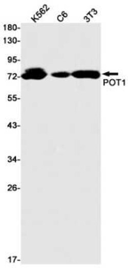 POT1 Rabbit anti-Human, Clone: S06-9I1, Novus Biologicals:Antibodies:Primary