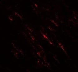 POU2F3 Antibody - BSA Free, Novus Biologicals 0.1 mg; Unconjugated:Antibodies,