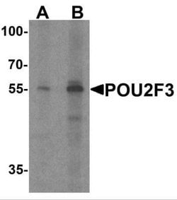 POU2F3 Antibody - BSA Free, Novus Biologicals 0.1 mg; Unconjugated:Antibodies,