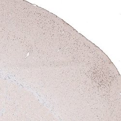 POU3F2/OCT7 Antibody (CL6232), Novus Biologicals:Antibodies:Primary Antibodies