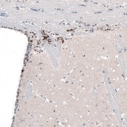 POU3F2/OCT7 Antibody (CL6232), Novus Biologicals:Antibodies:Primary Antibodies