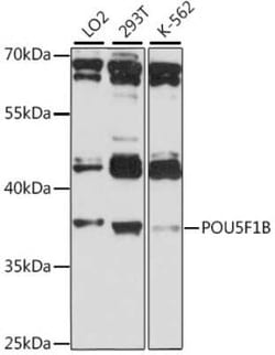 POU5F1P1 Antibody - Azide and BSA Free, Novus Biologicals:Antibodies:Primary