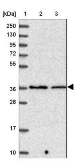 PP2A alpha Antibody, Novus Biologicals:Antibodies:Primary Antibodies