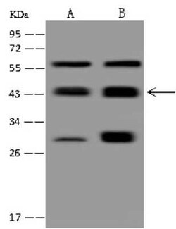 PP2C alpha/PPM1A Antibody, Novus Biologicals:Antibodies:Primary Antibodies
