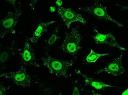 PP2C gamma/PPM1G Rabbit anti-Human, Clone: 112, Novus Biologicals:Antibodies:Primary