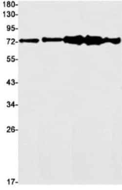 PP2C gamma/PPM1G Antibody (S05-8C4), Novus Biologicals 50 &mu;g | Buy Online | Novus Biologicals | Fisher Scientific