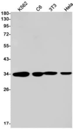 PP4/PPP4C Antibody (S05-4F9), Novus Biologicals 100 &mu;g | Buy Online | Novus Biologicals | Fisher Scientific