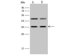 PP4/PPP4C Antibody, Novus Biologicals 50 &mu;g; Unconjugated:Antibodies