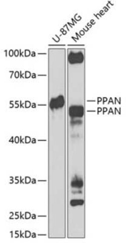 PPAN Antibody - BSA Free, Novus Biologicals 0.1 mL, Unconjugated:Antibodies,