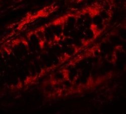 PPHLN1 Antibody - BSA Free, Novus Biologicals 0.1 mg; Unconjugated:Antibodies,