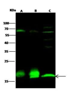 PPIL1 Antibody (08), Novus Biologicals:Antibodies:Primary Antibodies
