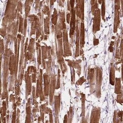 PPIL5 Antibody, Novus Biologicals:Antibodies:Primary Antibodies