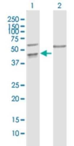 PPIL5 Antibody, Novus Biologicals 50 &mu;g; Unconjugated:Antibodies, Polyclonal