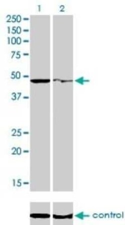 PPOX Antibody (2F10), Novus Biologicals 0.1 mg | Buy Online | Novus Biologicals | Fisher Scientific