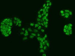 PPP1R26 Antibody, Novus Biologicals:Antibodies:Primary Antibodies