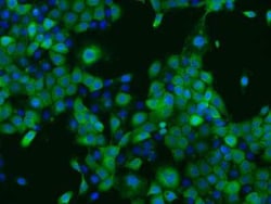 PPP2R1B Antibody, Novus Biologicals 50 &mu;g, Unconjugated:Antibodies,
