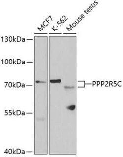 PPP2R5C Antibody - BSA Free, Novus Biologicals 0.02 mL; Unconjugated:Antibodies,