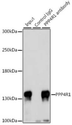 PPP4R1 Antibody - BSA Free, Novus Biologicals 0.02 mL; Unconjugated:Antibodies,