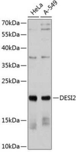 PPPDE1 Antibody - Azide and BSA Free, Novus Biologicals:Antibodies:Primary
