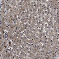 PPWD1 Antibody, Novus Biologicals 0.1 mL | Buy Online | Novus Biologicals | Fisher Scientific