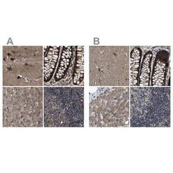 PPWD1 Antibody, Novus Biologicals 0.1 mL | Buy Online | Novus Biologicals | Fisher Scientific