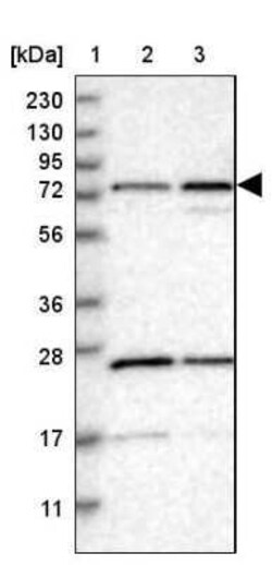PPWD1 Antibody, Novus Biologicals 0.1 mL | Buy Online | Novus Biologicals | Fisher Scientific