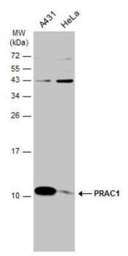 PRAC Antibody, Novus Biologicals 100 &mu;g | Buy Online | Novus Biologicals | Fisher Scientific