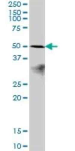 PRAF1 Antibody, Novus Biologicals 0.05 mg; Unconjugated:Antibodies, Polyclonal