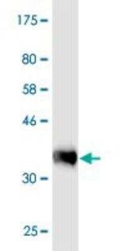 PRAGMIN Antibody (1D9), Novus Biologicals 0.1 mg | Buy Online | Novus Biologicals | Fisher Scientific
